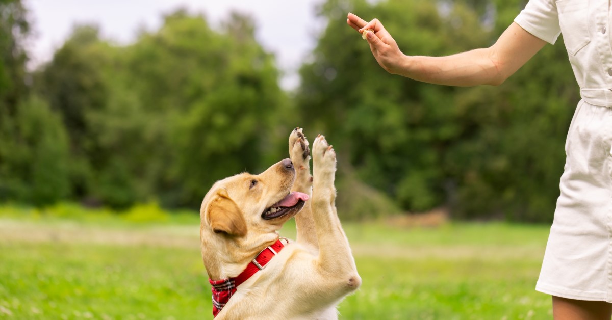 Common Hand Signals for Dog Training